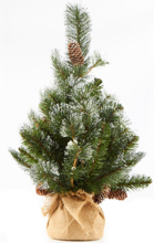 2549030 Pine Tree 24 Inch Glittered